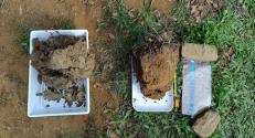 Sampled undisrupted soil samples (left tilled soil from orchard, right from nearby forest)
