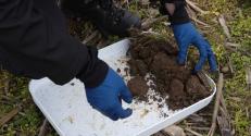 Winter wheat sampling at BBCH 11 at Gorisnica test site (13.11.2024)