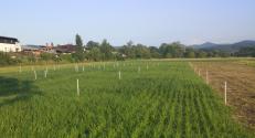 Proso millet at UL BF test site (18.7.2024)
