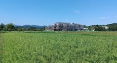 Proso millet (BBCH 59) at first foliar application of microalgae biostimulants (6.8.2024)