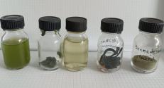 Scenedesmus sp. for plant biostimulation (8.10.2024)