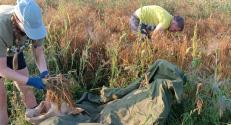 Harvesting proso millet by hand at UL BF test site (4.9.2024)