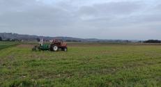 Winter wheat treated with microalgae biostimulant sown with a no-till seed drill at Gorisnica test site (28.10.2024)