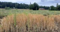 Barley growth with fish sludge and digestate as soil improvers 