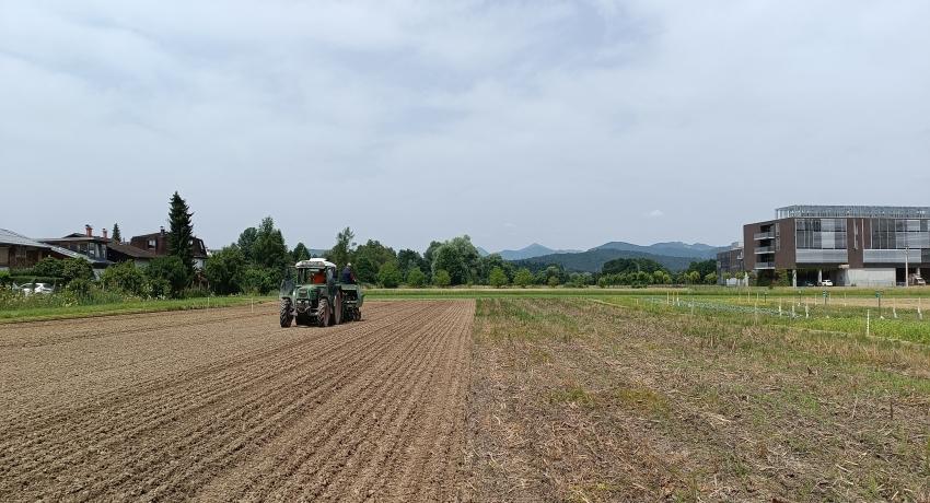 Sowing of proso millet treated with microalgae biostimulant (20.6.2024)