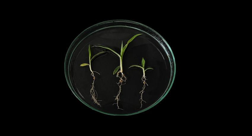 Proso millet sampled at BBCH 13 (3.7.2024)