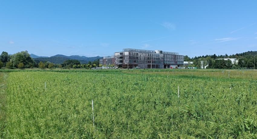 Proso millet (BBCH 59) at first foliar application of microalgae biostimulants (6.8.2024)