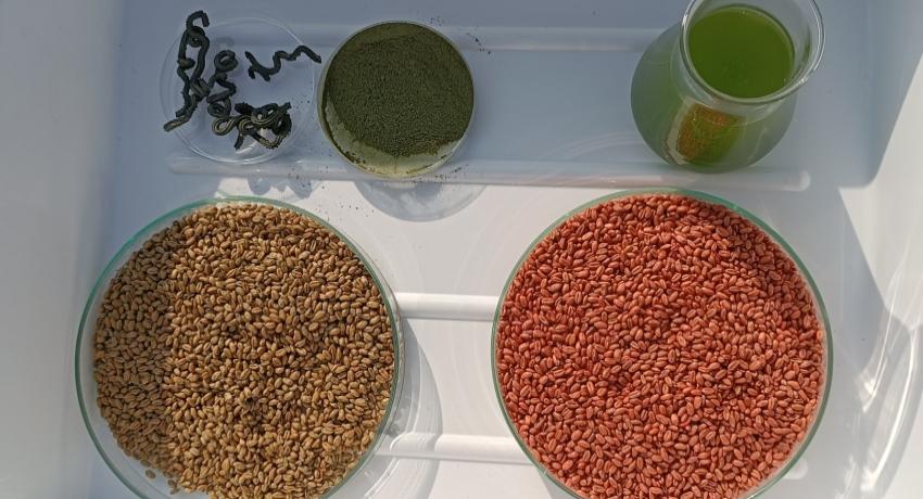 Wheat seeds treated with microalgae biostimulant (left) and with commercial fungicide (right) (28.10.2024)