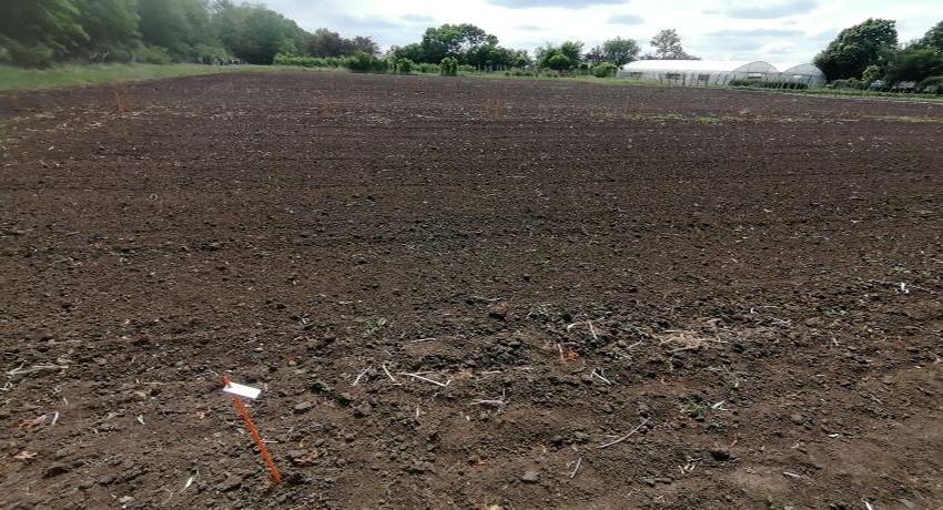 BZN replicatory site in Makó, South-East Hungary, before planting
