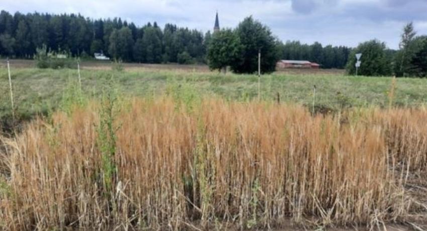 Barley growth with fish sludge and digestate as soil improvers 